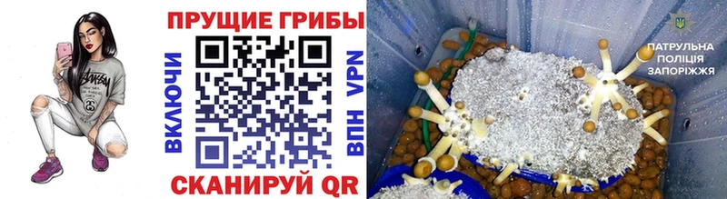 Галлюциногенные грибы GOLDEN TEACHER  площадка официальный сайт  Мышкин 